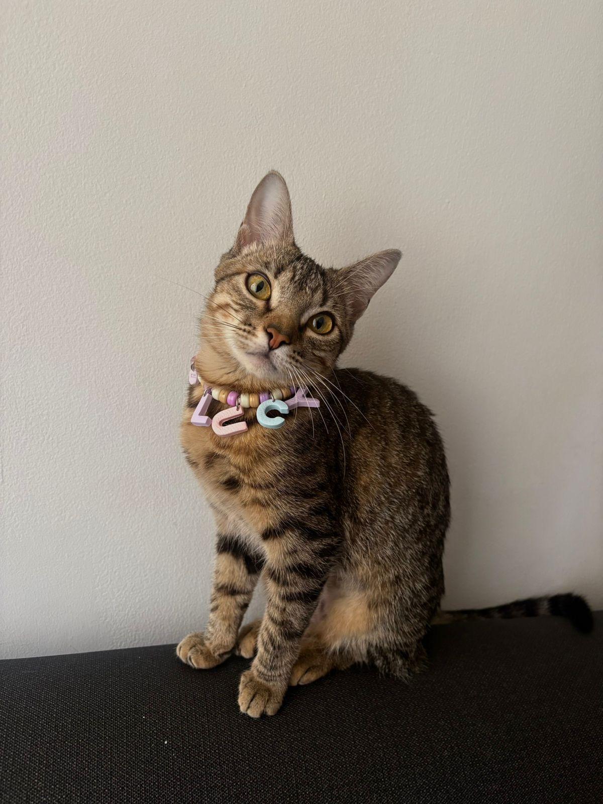 COLLAR PERSONALIZADO